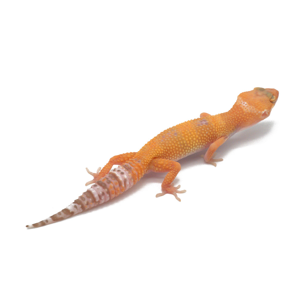 Sunglow Leopard Gecko