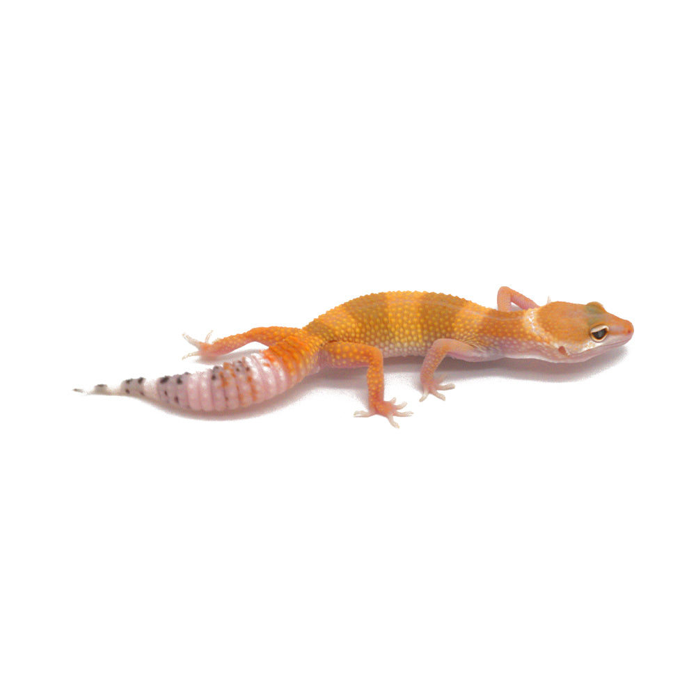 SHTCTB Leopard Gecko