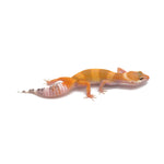 SHTCTB Leopard Gecko
