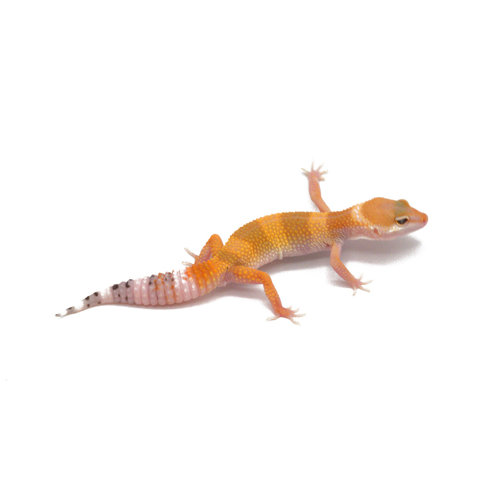SHTCTB Leopard Gecko