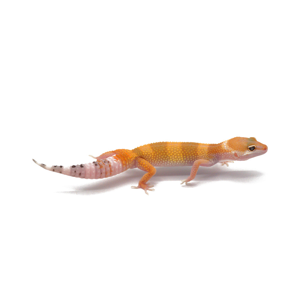 SHTCTB Leopard Gecko