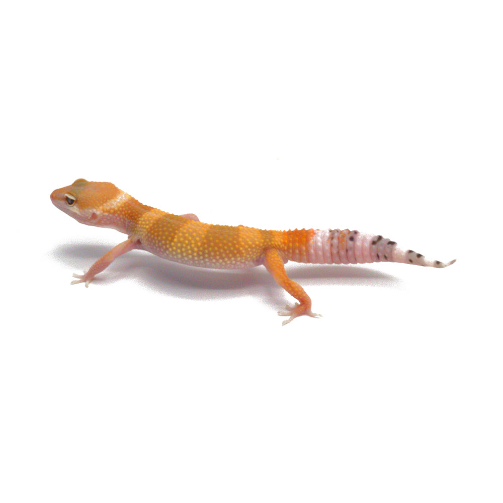 SHTCTB Leopard Gecko