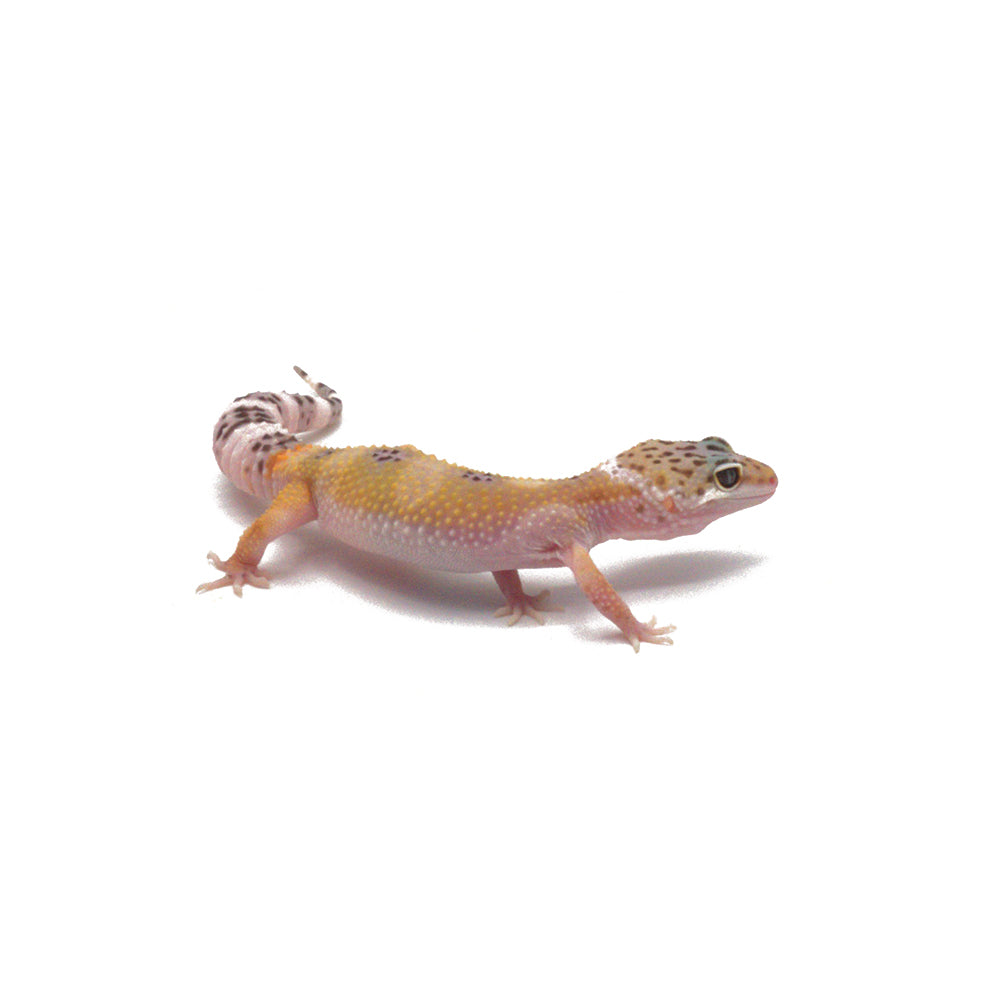 Hypo Leopard Gecko