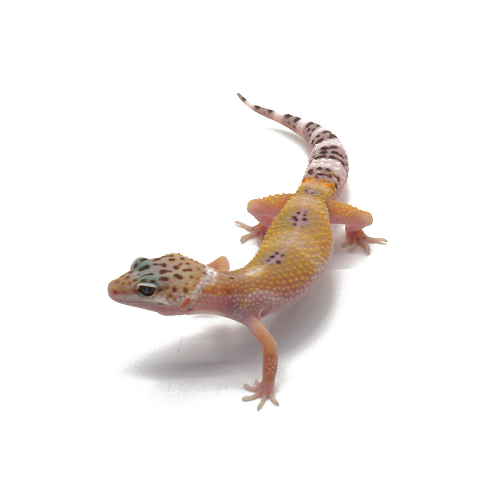 Hypo Leopard Gecko