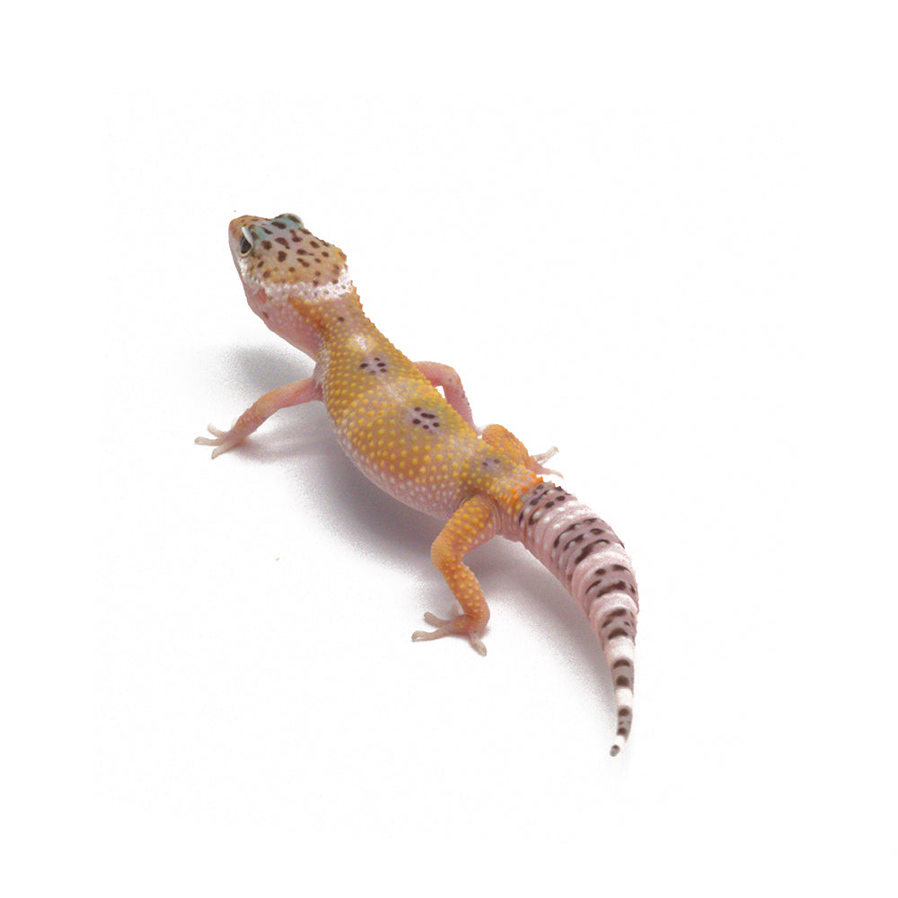Hypo Leopard Gecko