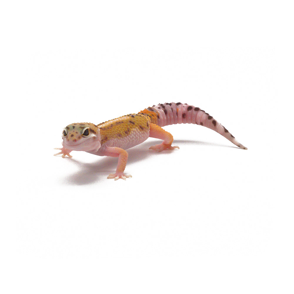 Stripe Leopard Gecko