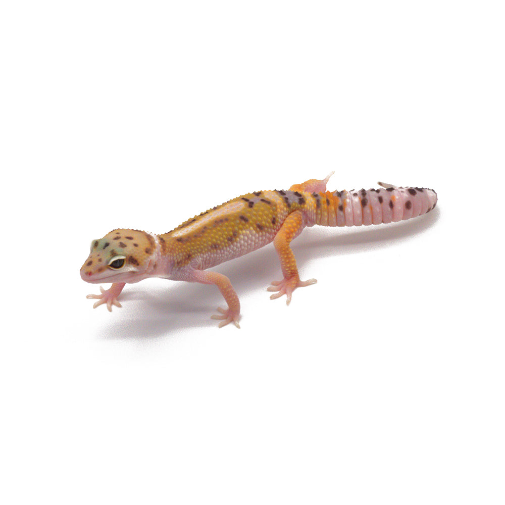 Stripe Leopard Gecko