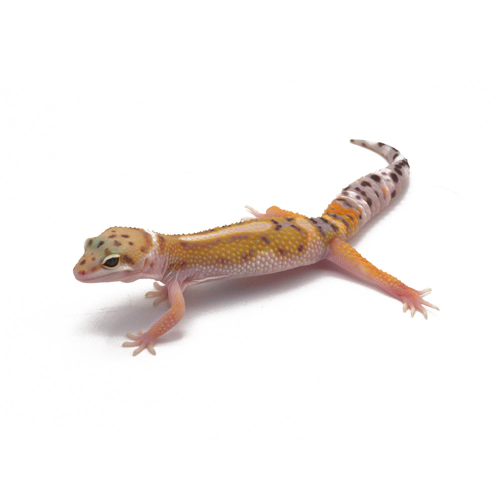 Stripe Leopard Gecko