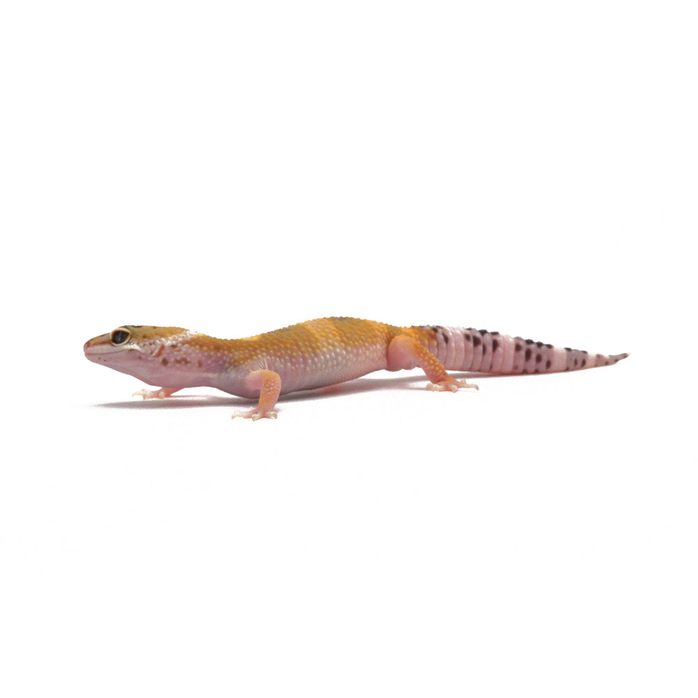 Hypo Leopard Gecko