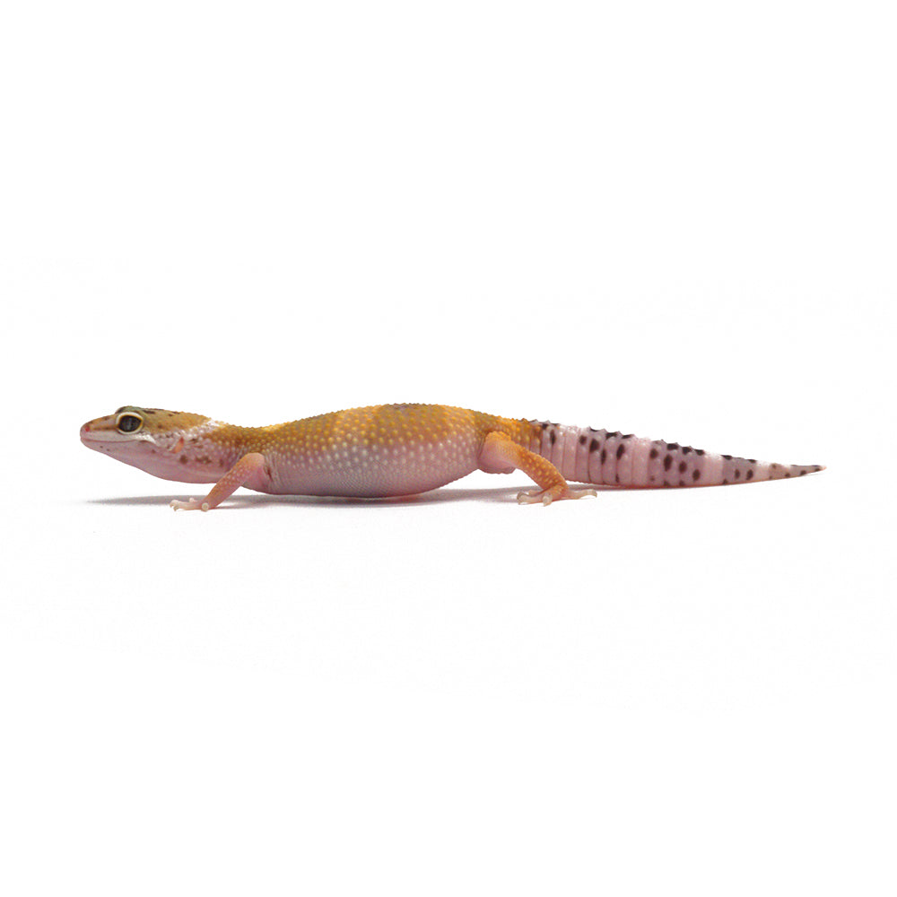 Hypo Leopard Gecko