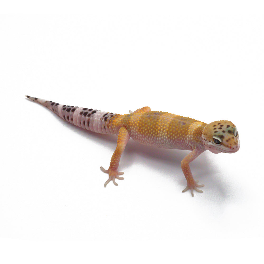 Hypo Leopard Gecko