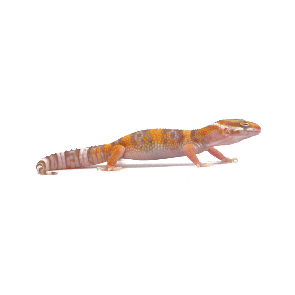 Sunglow Leopard Gecko | for Sale| Reptilia