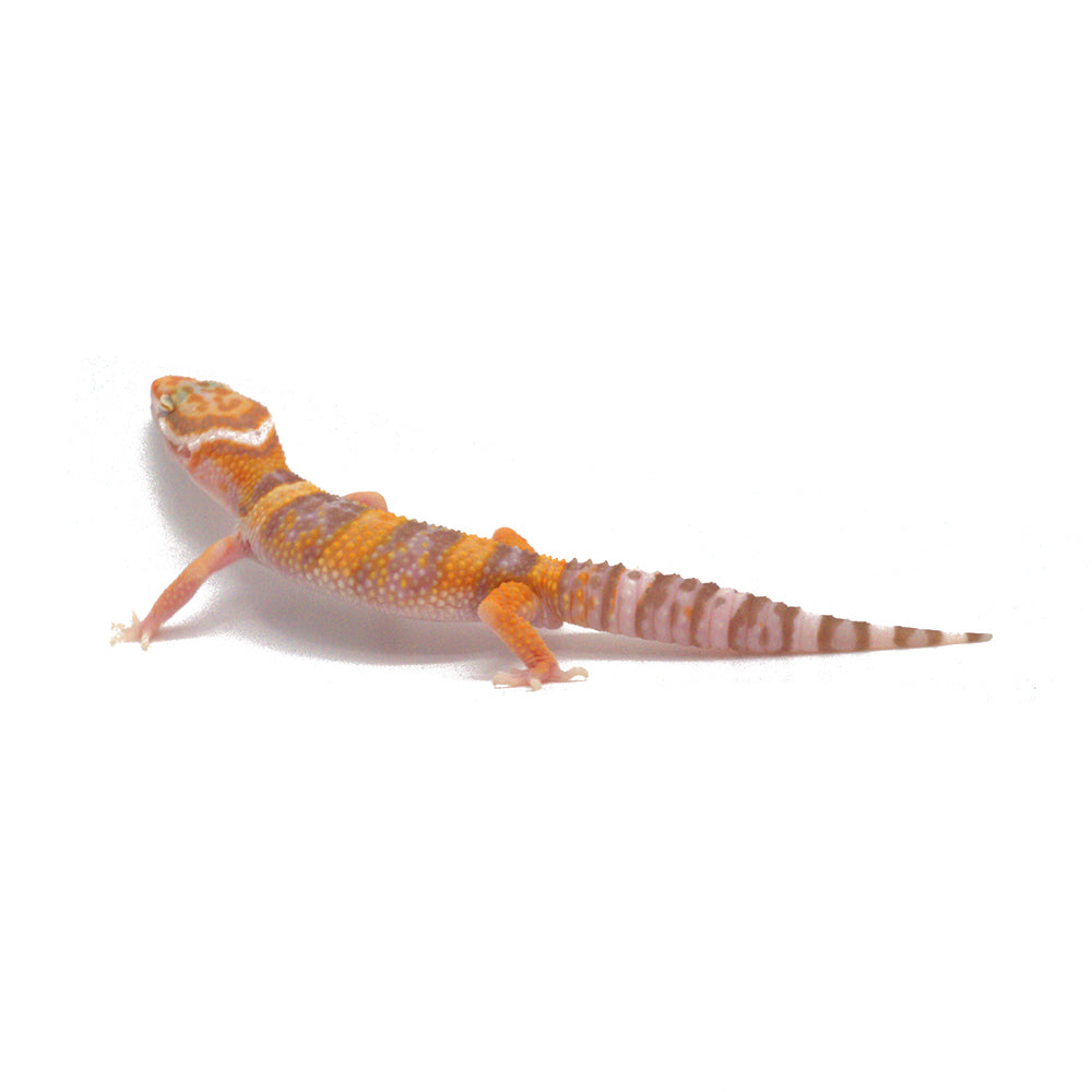 Sunglow Leopard Gecko | for Sale| Reptilia