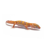 Tangerine Tremper Leopard Gecko