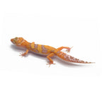 Tangerine Tremper Leopard Gecko