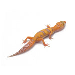 Tangerine Tremper Leopard Gecko