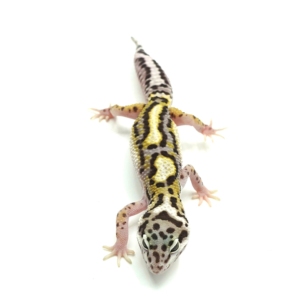 Snow Jungle Leopard Gecko