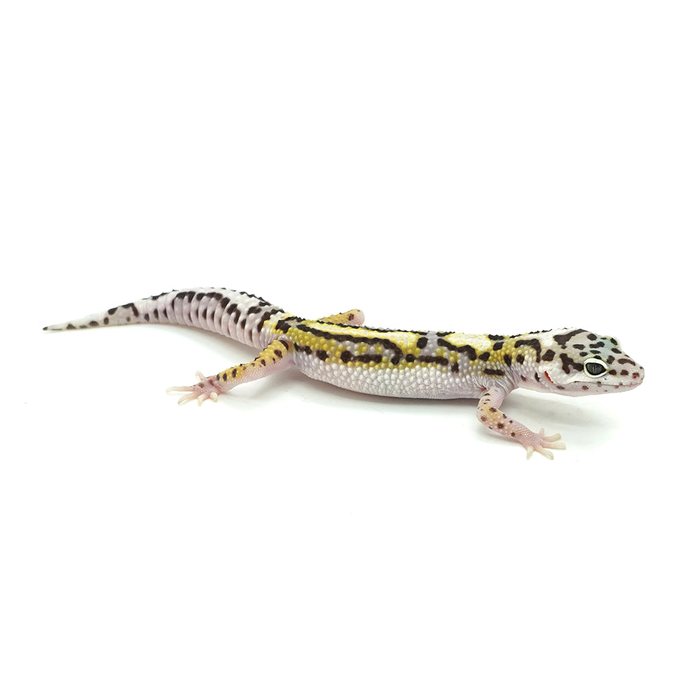 Snow Jungle Leopard Gecko