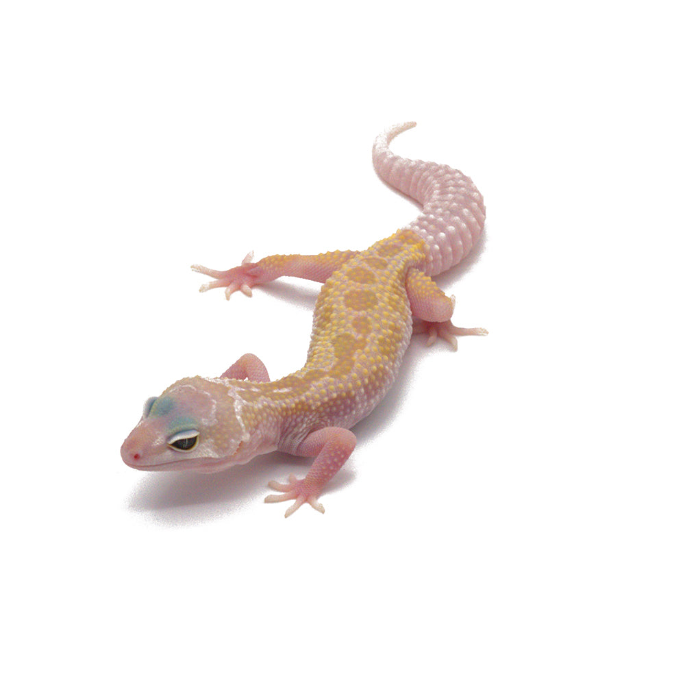 Murphy Leopard Gecko