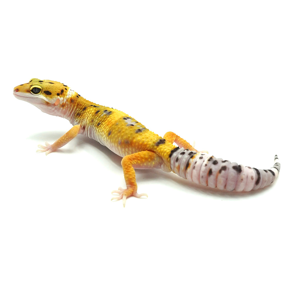 Tangerine Leopard Gecko
