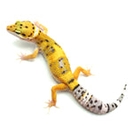 Tangerine Leopard Gecko