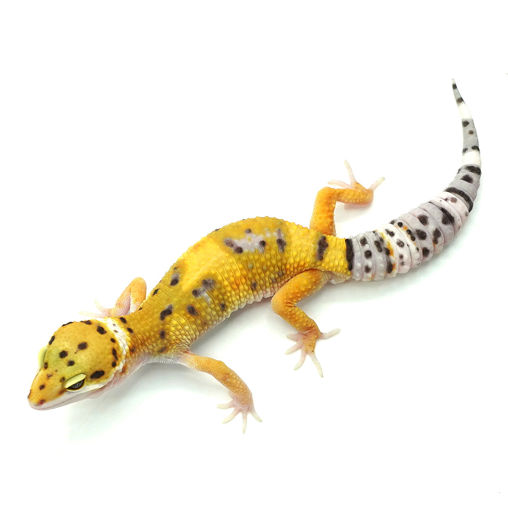 Tangerine Leopard Gecko