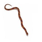 Broadband Bamboo Rat Snake