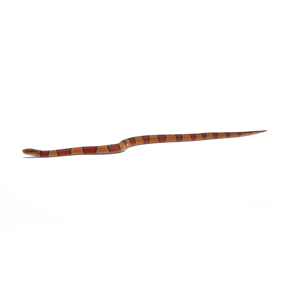 Broadband Bamboo Rat Snake