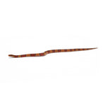 Broadband Bamboo Rat Snake