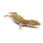 Snow Albino Leopard Gecko