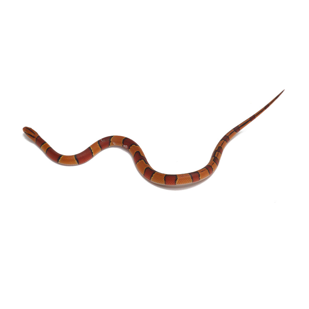 Broadband Bamboo Rat Snake