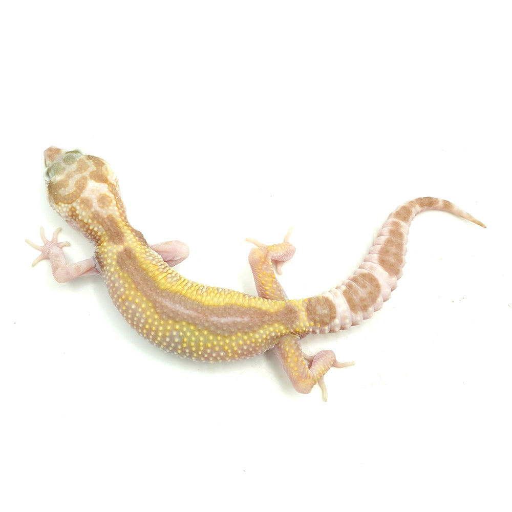 Snow RS Albino Leopard Gecko