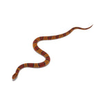 Broadband Bamboo Rat Snake