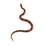 Broadband Bamboo Rat Snake