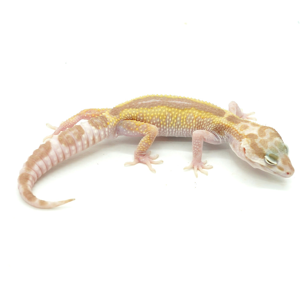 Snow RS Albino Leopard Gecko