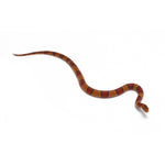 Broadband Bamboo Rat Snake