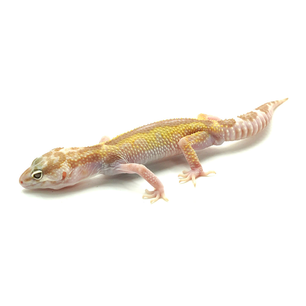 Snow RS Albino Leopard Gecko