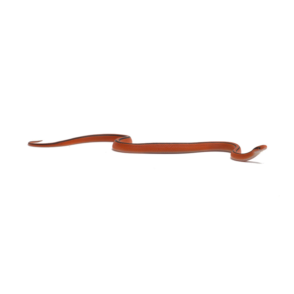 Red Bamboo Rat Snake