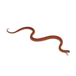 Red Bamboo Rat Snake
