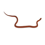 Red Bamboo Rat Snake