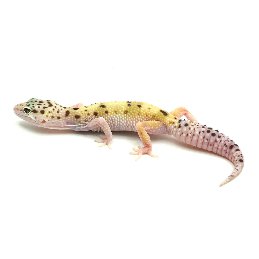 Snow Eclipse Leopard Gecko