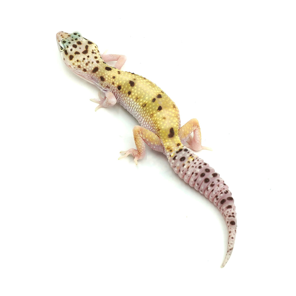 Snow Eclipse Leopard Gecko