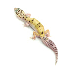 Snow Eclipse Leopard Gecko
