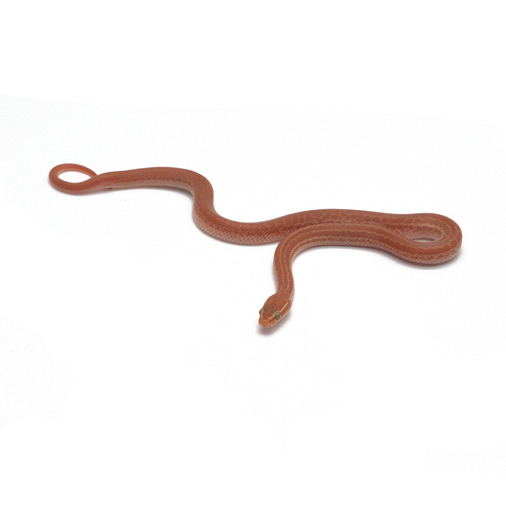 Hypomelanistic African House Snake