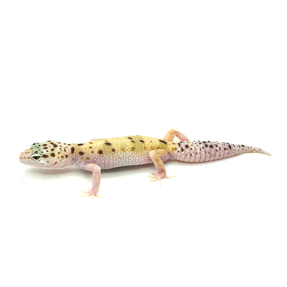Snow Eclipse Leopard Gecko