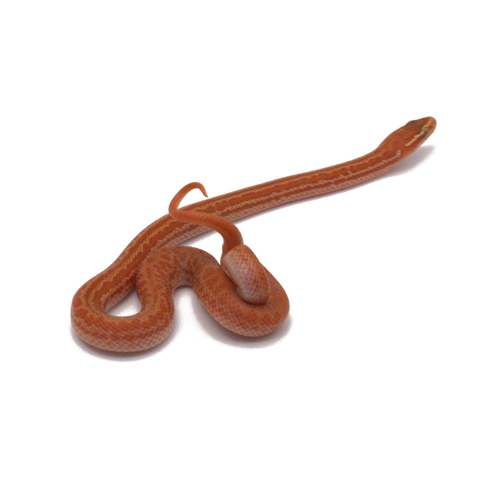 Hypomelanistic African House Snake