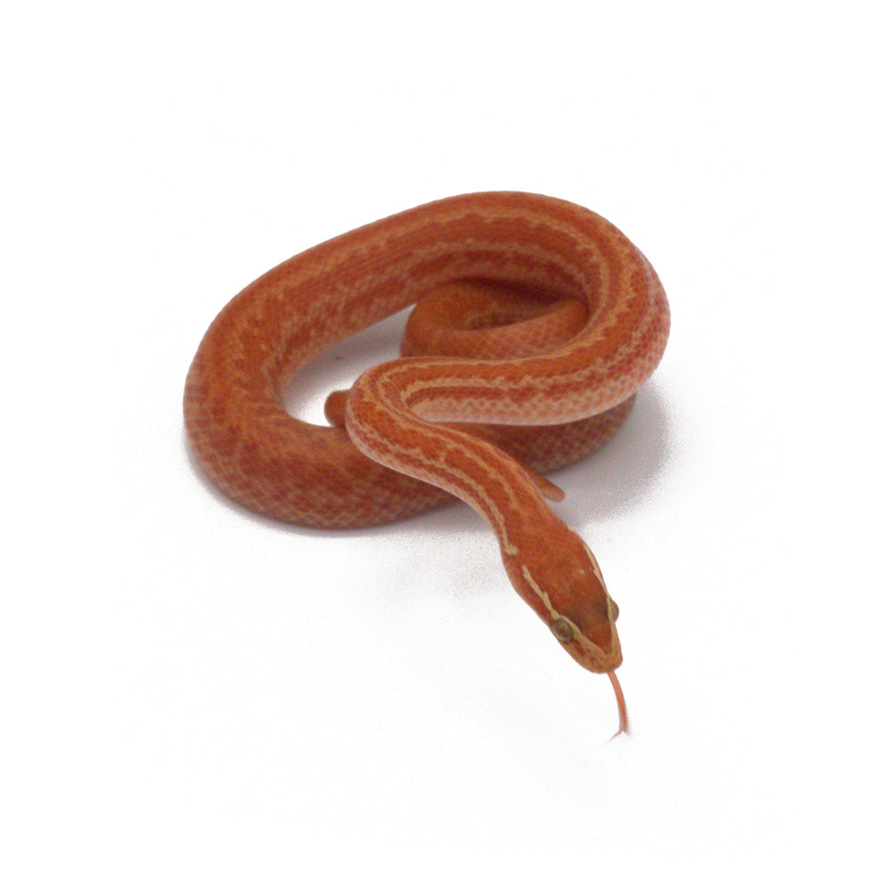 Hypomelanistic African House Snake
