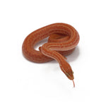 Hypomelanistic African House Snake