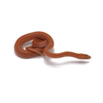 Hypomelanistic African House Snake