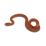 Hypomelanistic African House Snake